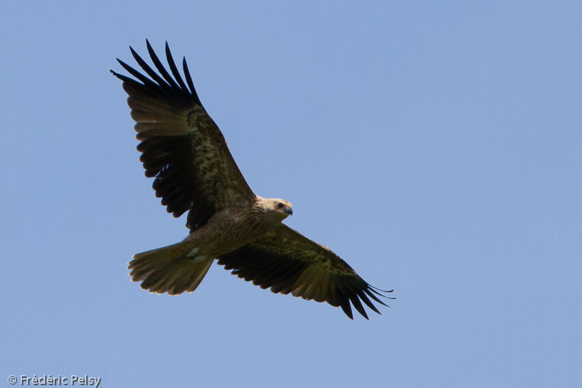 Whistling Kite