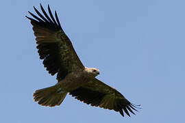 Whistling Kite