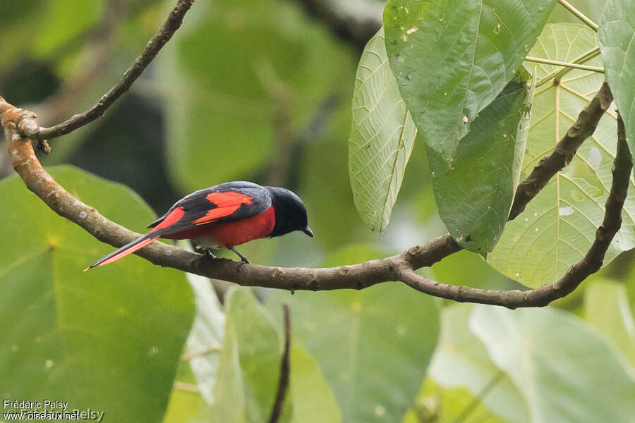 Minivet à bec court mâle adulte