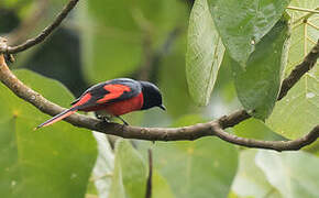 Minivet à bec court