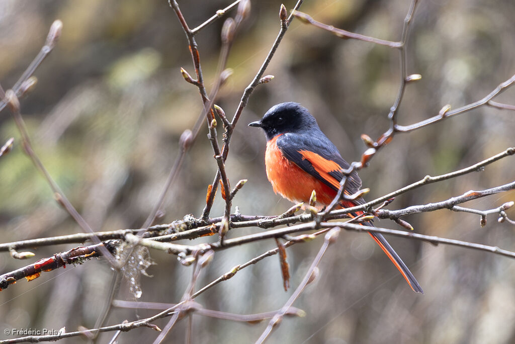Minivet à bec court mâle