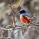 Minivet à bec court