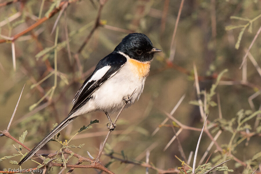 Minivet à ventre blanc mâle