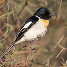 Minivet à ventre blanc