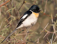 White-bellied Minivet