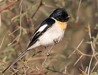 Minivet à ventre blanc