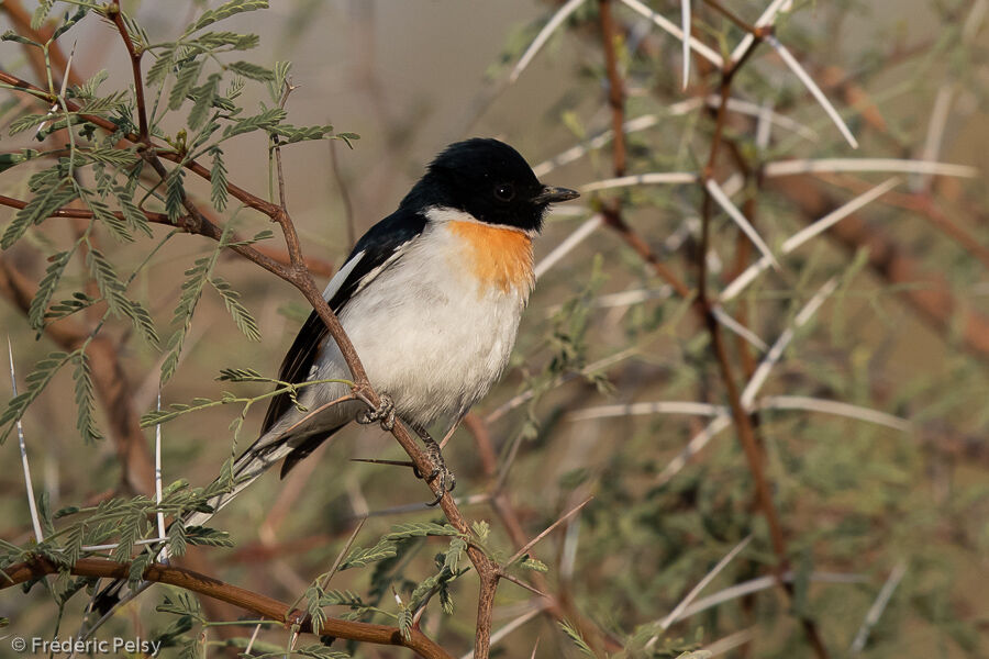 Minivet à ventre blanc mâle