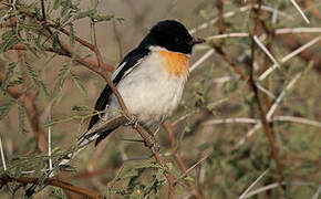 Minivet à ventre blanc