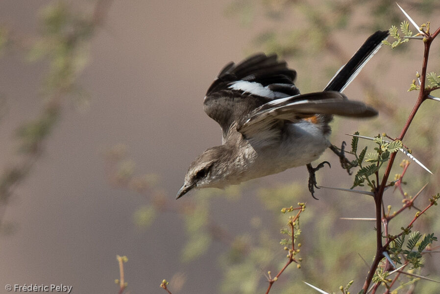 Minivet à ventre blanc femelle, Vol