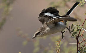 White-bellied Minivet