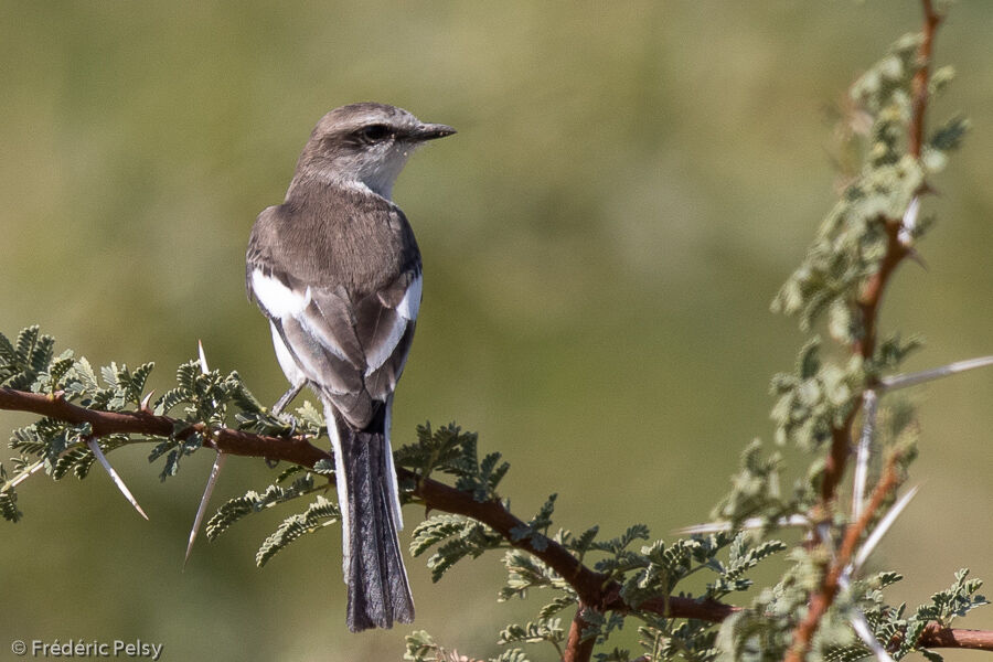 Minivet à ventre blanc femelle