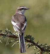 White-bellied Minivet