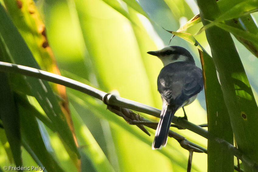 Ashy Minivet male, identification