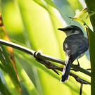 Ashy Minivet