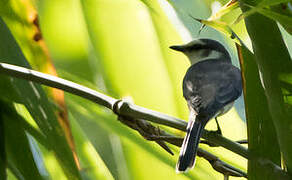 Minivet cendré