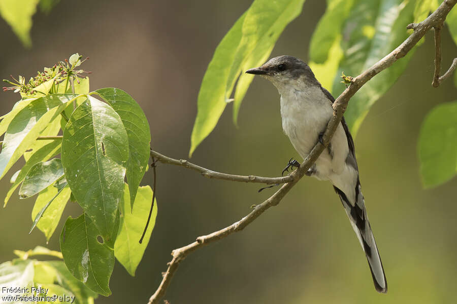 Ashy Minivet