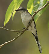 Minivet cendré