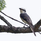 Minivet de Swinhoe