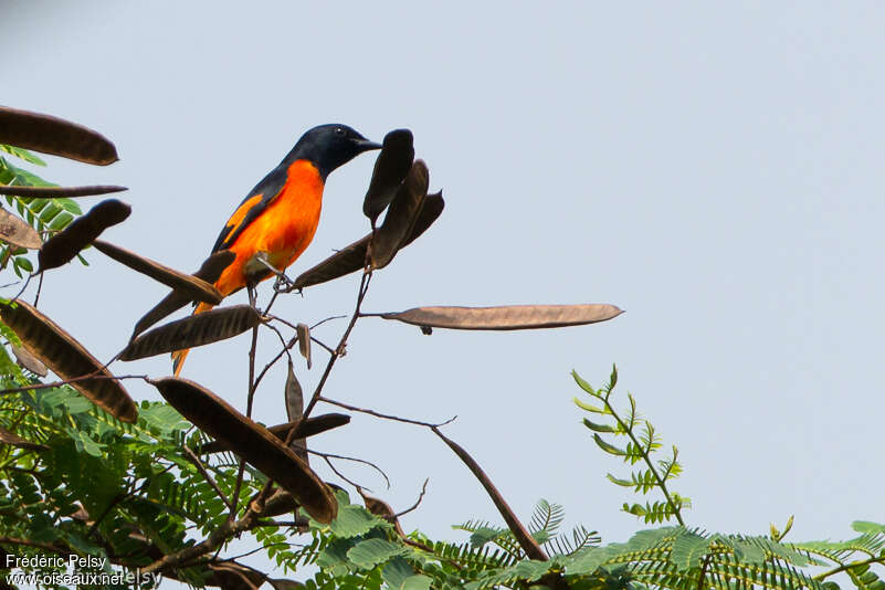 Minivet flamboyant mâle adulte