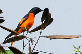 Minivet flamboyant