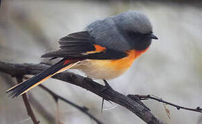 Small Minivet