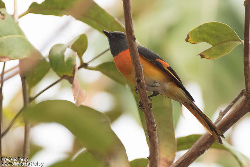 Minivet oranor mâle adulte, identification