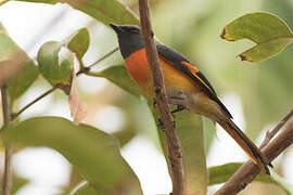 Minivet oranor