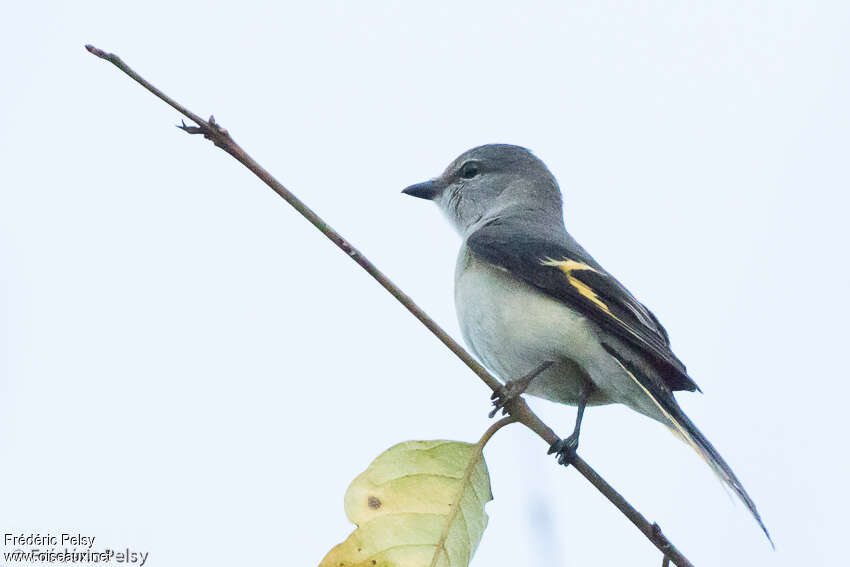 Minivet rose femelle adulte, identification