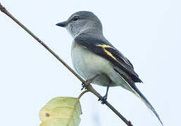 Rosy Minivet