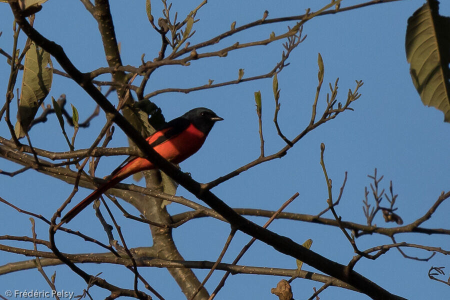 Long-tailed Minivet male adult