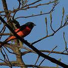 Minivet rouge
