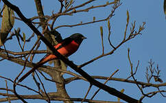 Minivet rouge