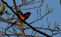 Minivet rouge