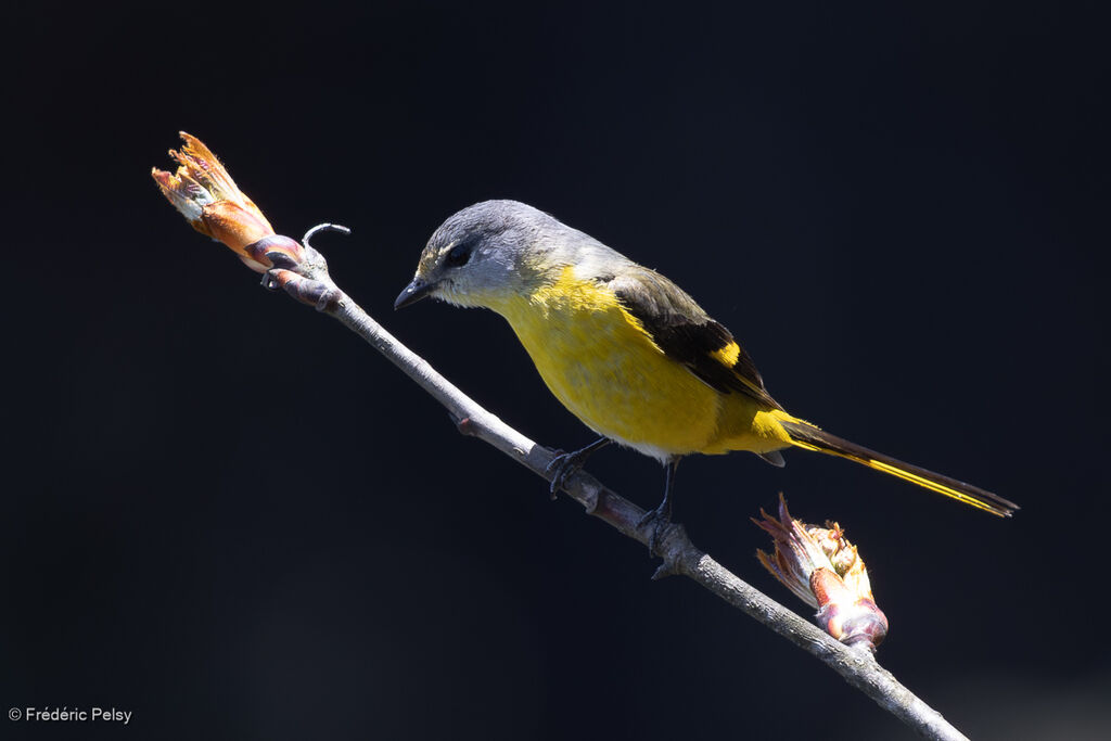 Minivet rouge femelle