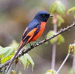 Minivet rouge