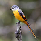 Minivet rouge