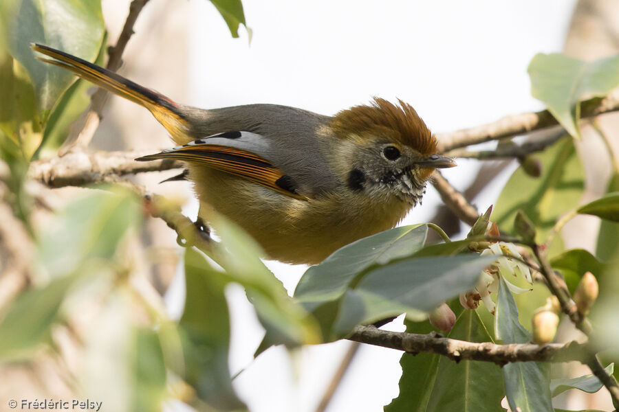 Bar-throated Minlaadult, identification