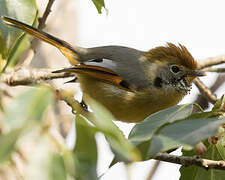 Bar-throated Minla