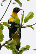 Golden Myna