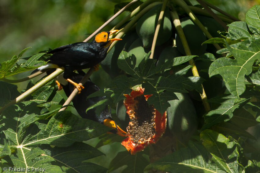 Yellow-faced Mynaadult