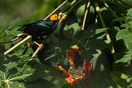 Yellow-faced Myna