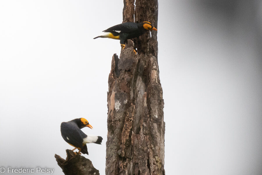 Yellow-faced Myna