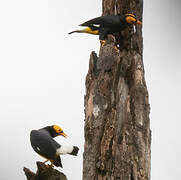 Yellow-faced Myna