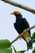 Long-tailed Myna