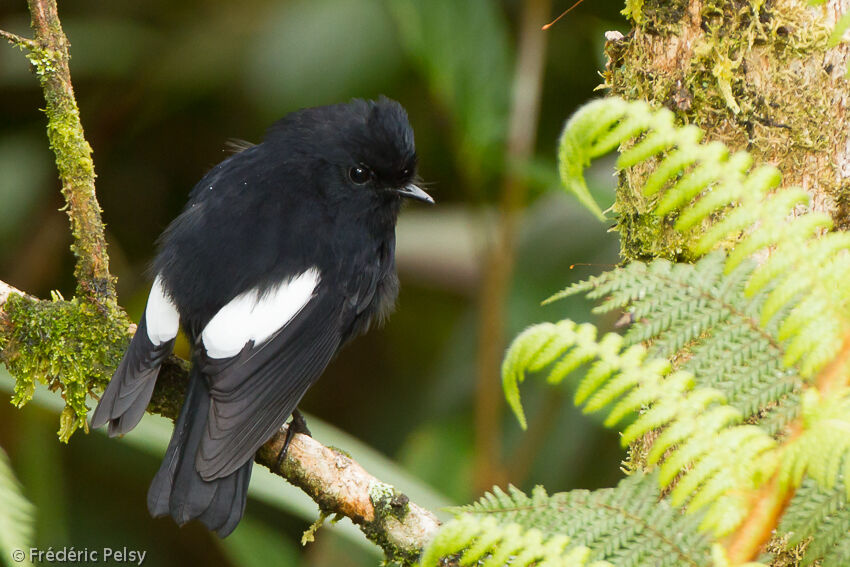 White-winged Robinadult