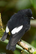 White-winged Robin