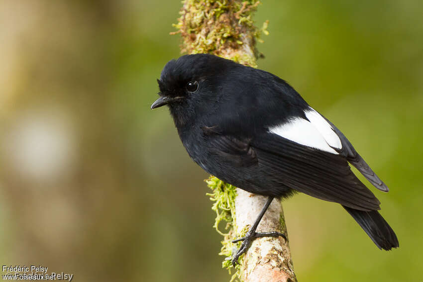 White-winged Robinadult breeding, identification