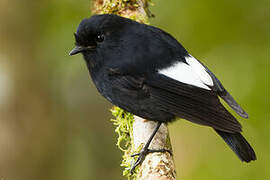 White-winged Robin