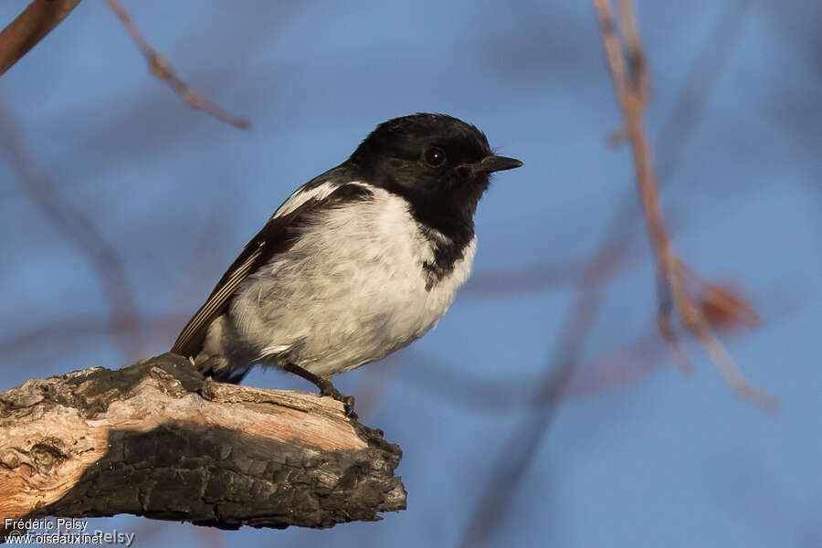 Hooded Robin male adult, identification