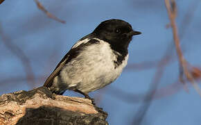 Hooded Robin